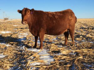 Young Red Angus