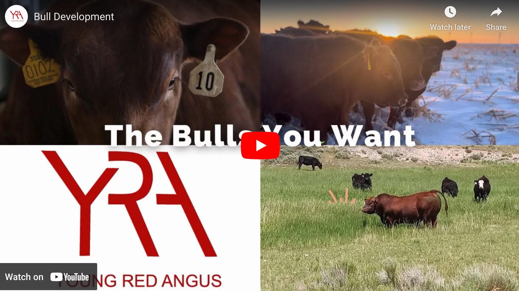 Young Red Angus Bull Sale 2023