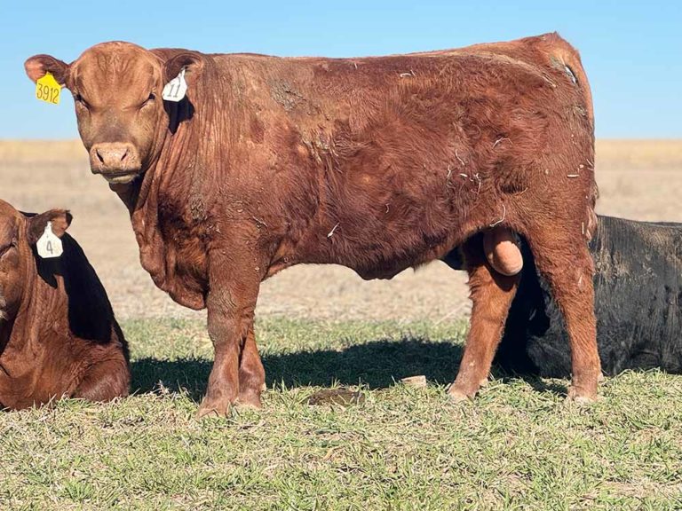 Young Red Angus Bulls Lot 11